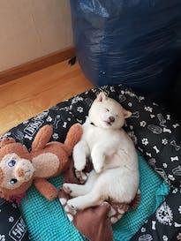 Shiba Inu Zucht aus Nippon's Reich