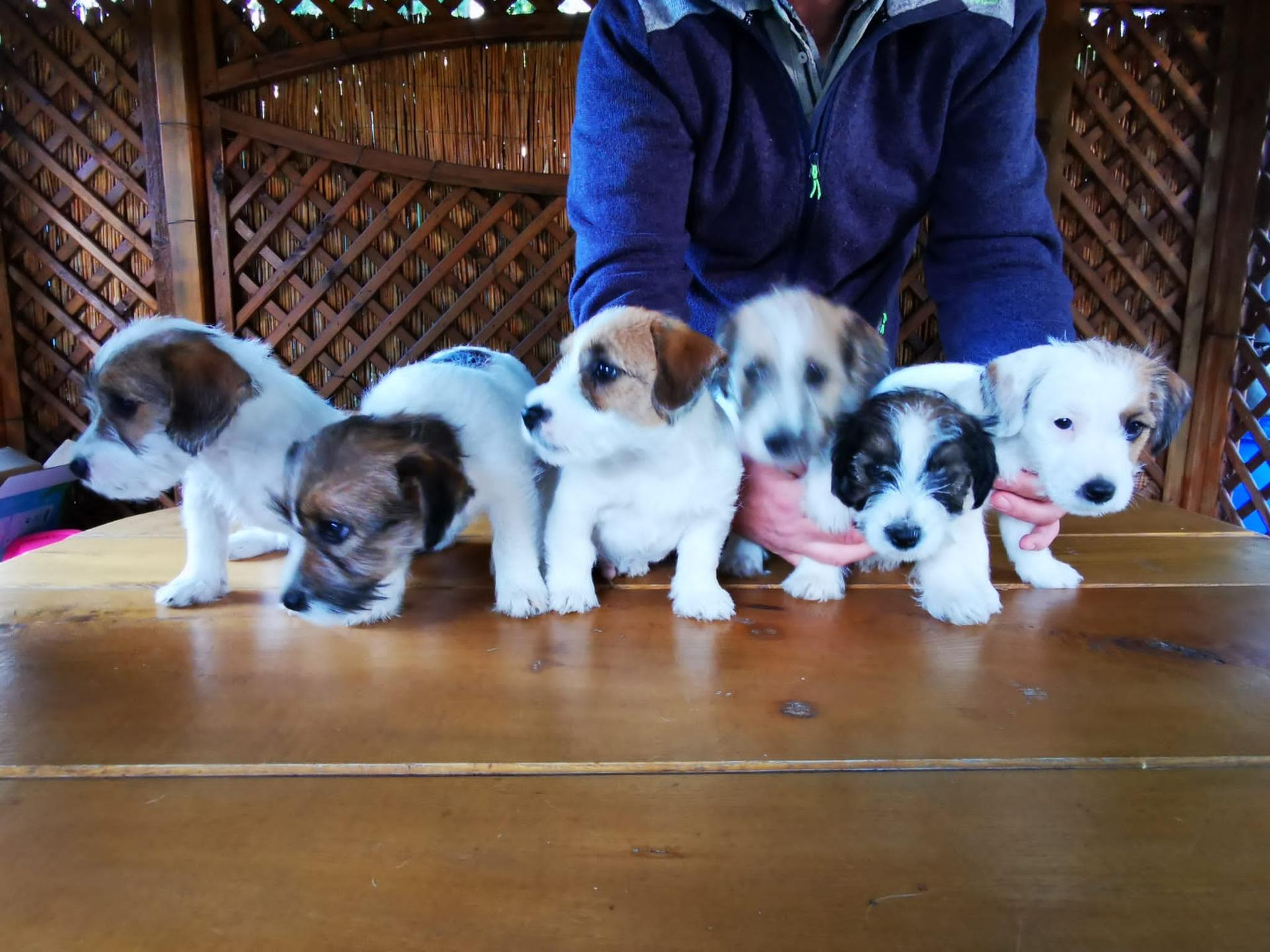VON DEN KLEINEN FELLNASEN