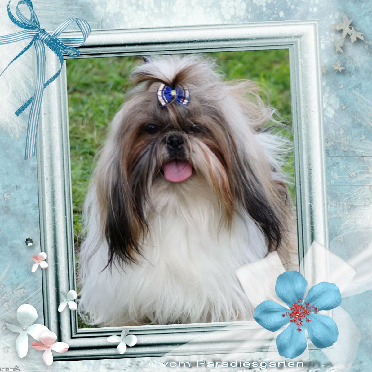 Shih Tzu Zucht "vom Paradiesgarten"