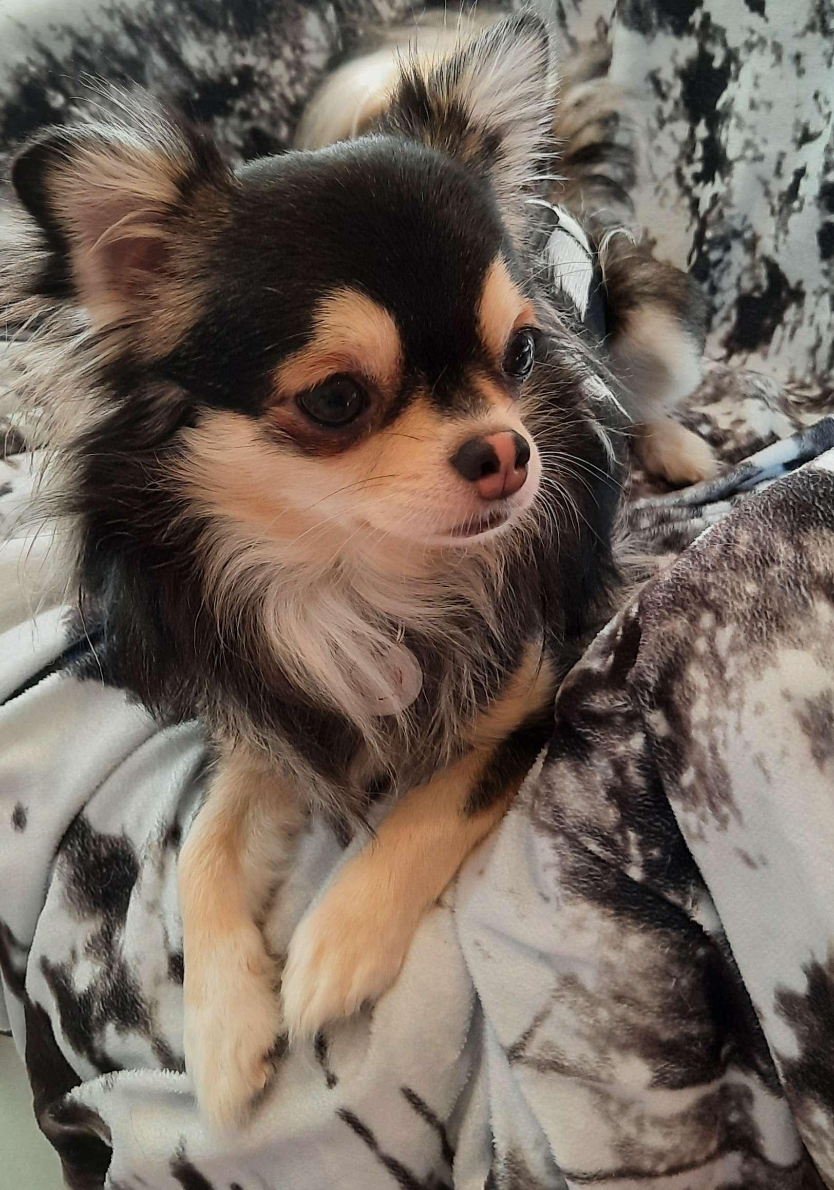 Chihuahuas von den Yunalanden 