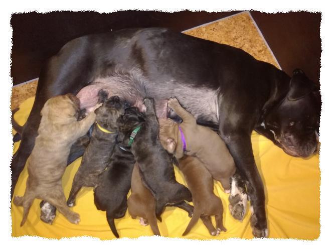 Romaner Antikdoggenzucht "vom römischen Reich"