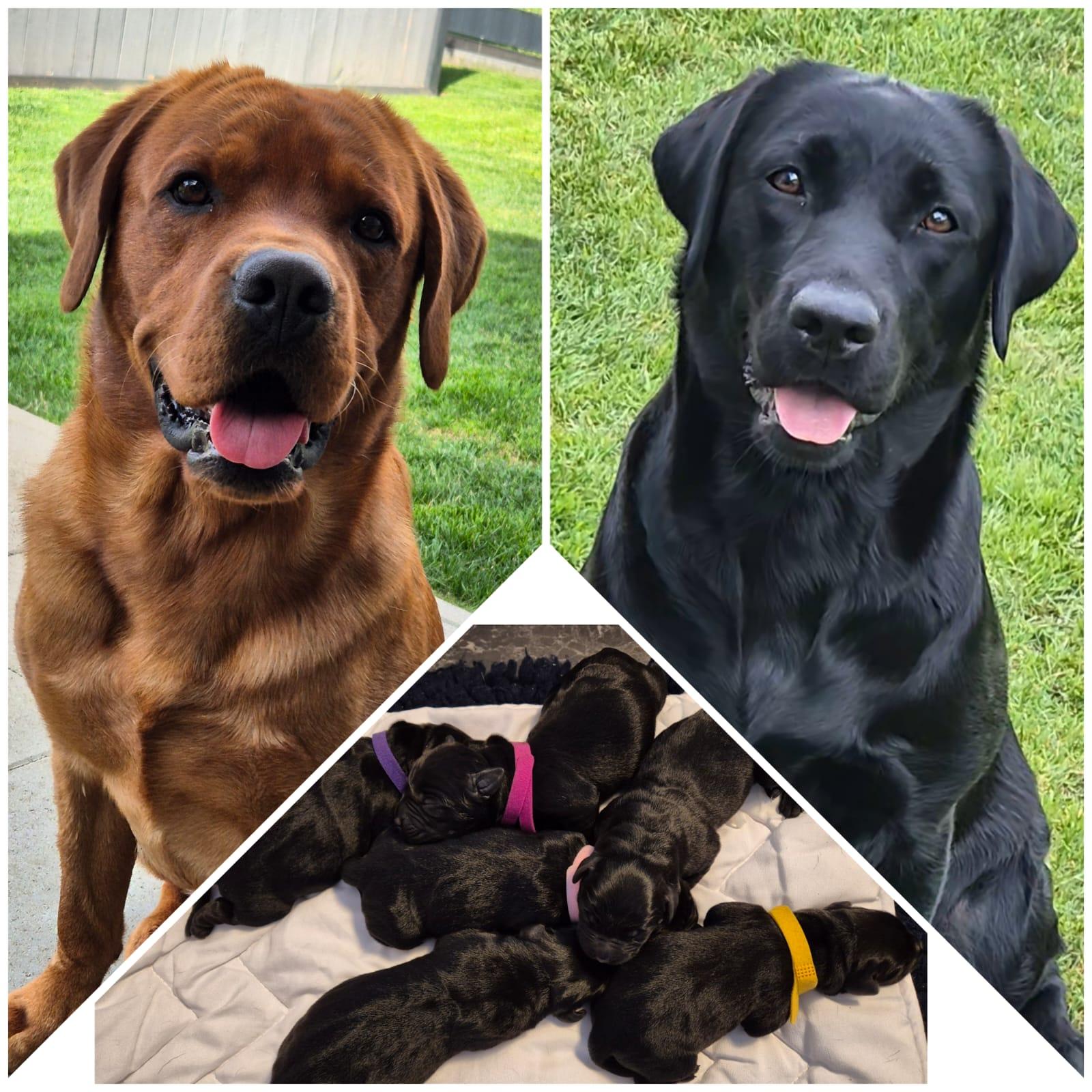 Labradorzucht of Swallowlane