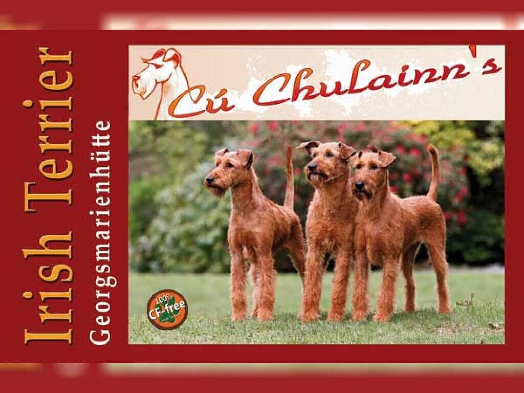 Cú Chulainn's Irish Terrier