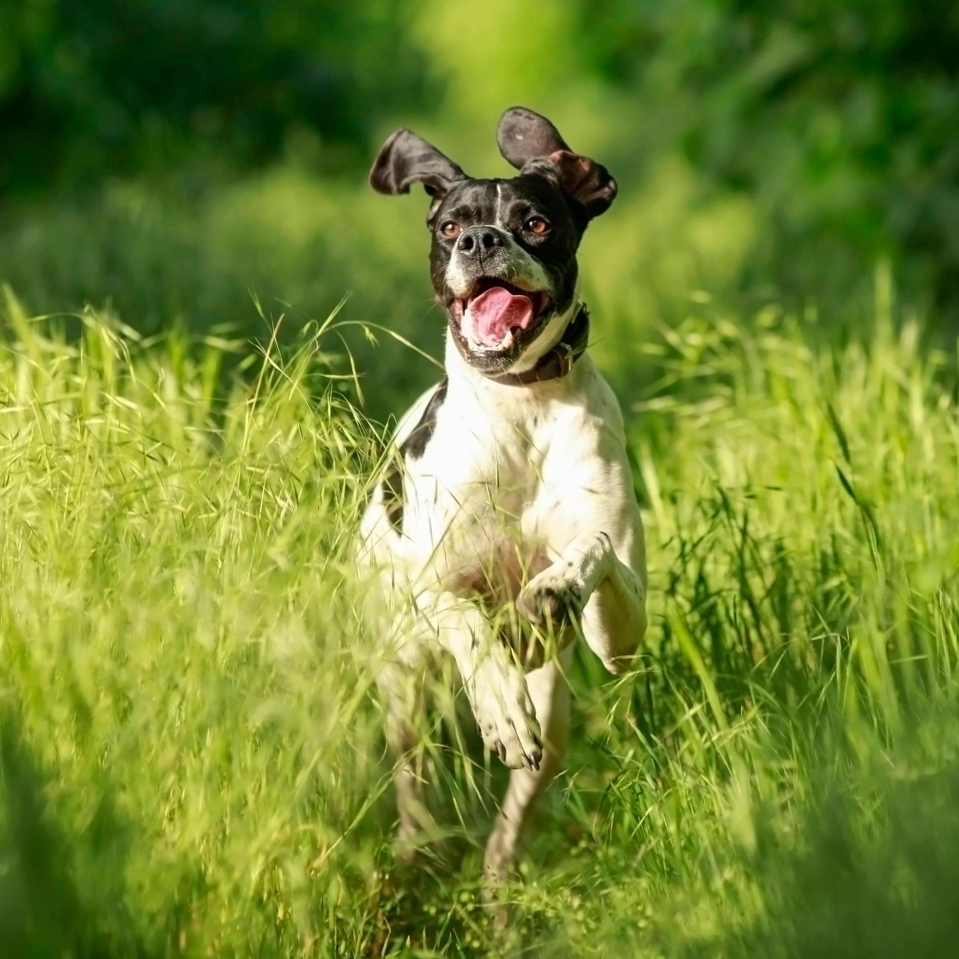 Zwinger von den Dachsfichten