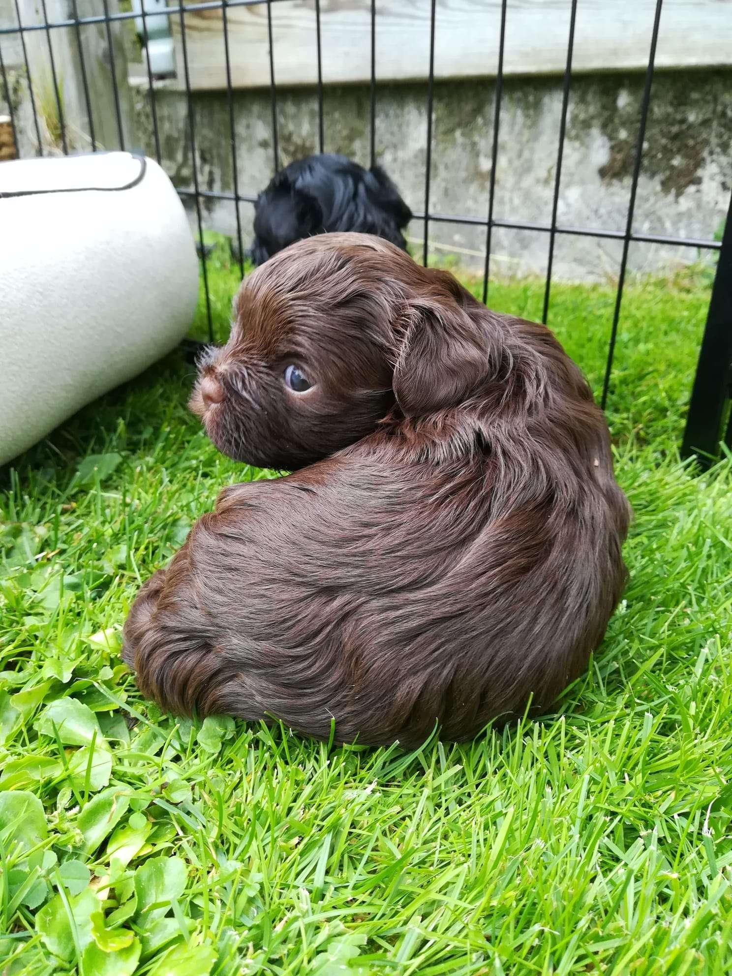 Bolonka aus Bensberg