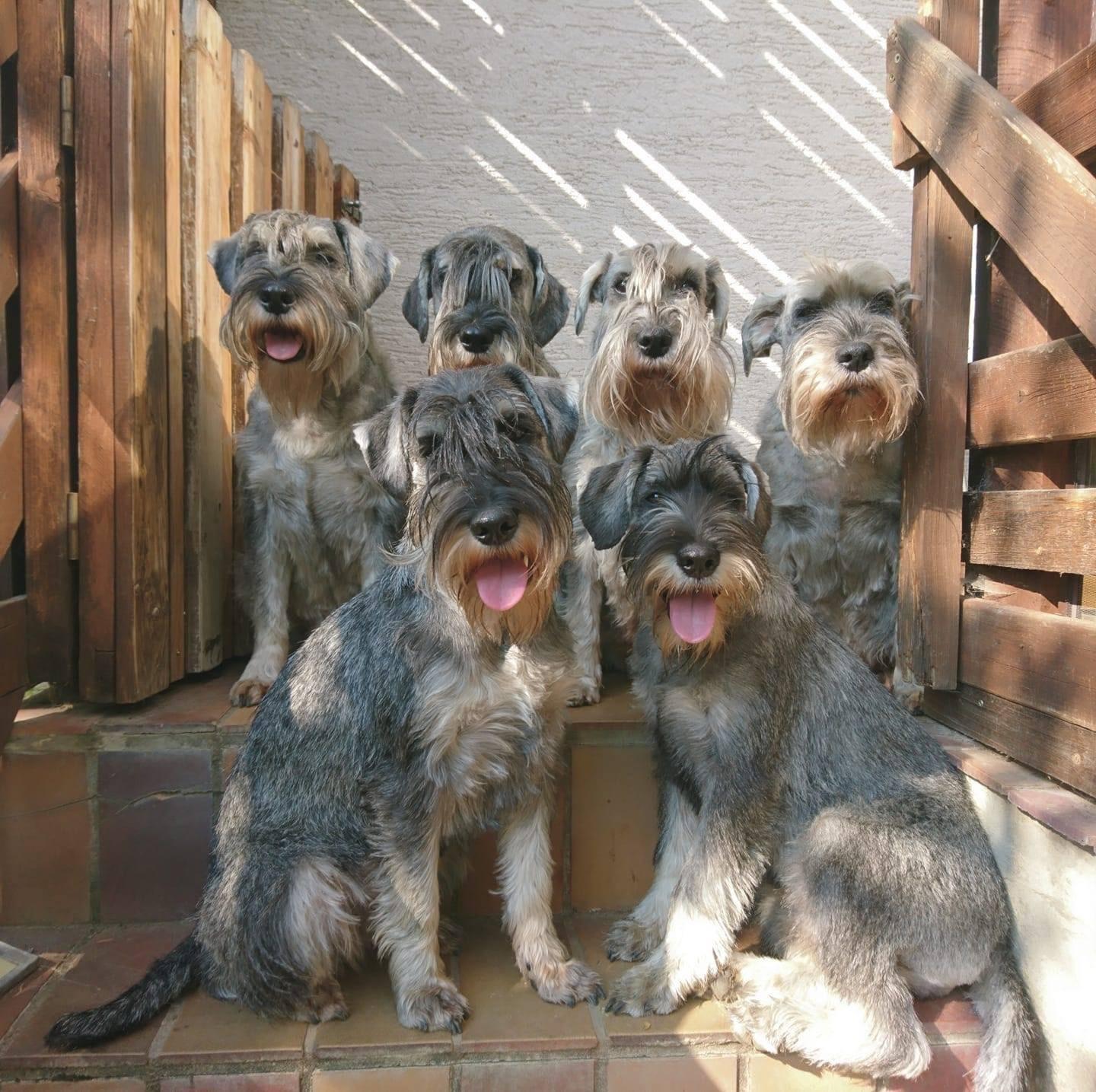 Schnauzer vom Lütmarser Tal