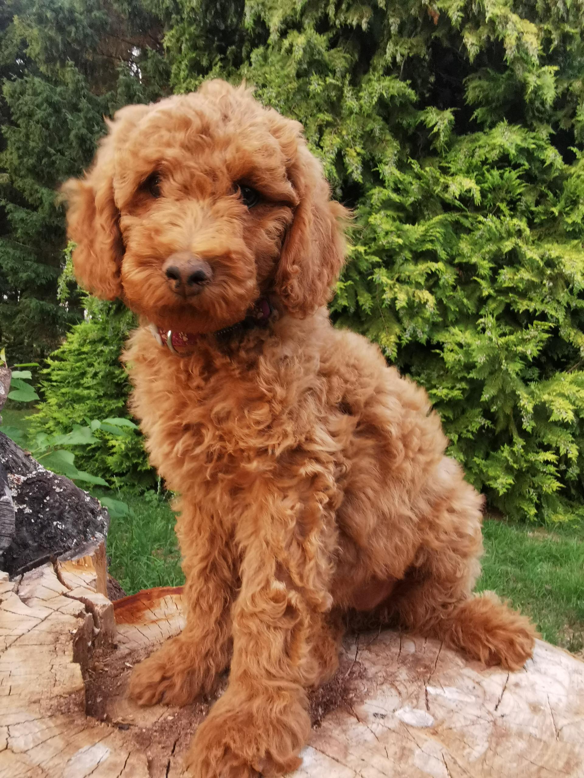 Stouky´s Tibet Terrier