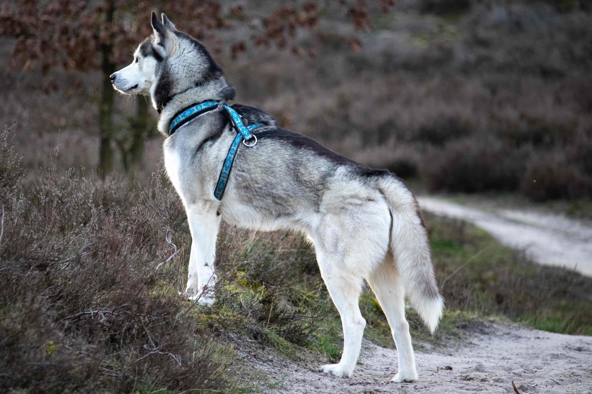 Siberian Husky