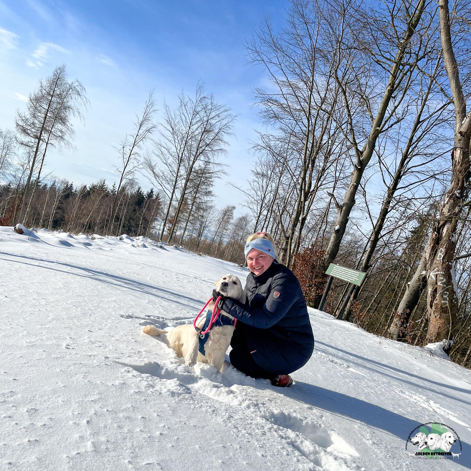 Golden Retriever von Gluecksbrunn 