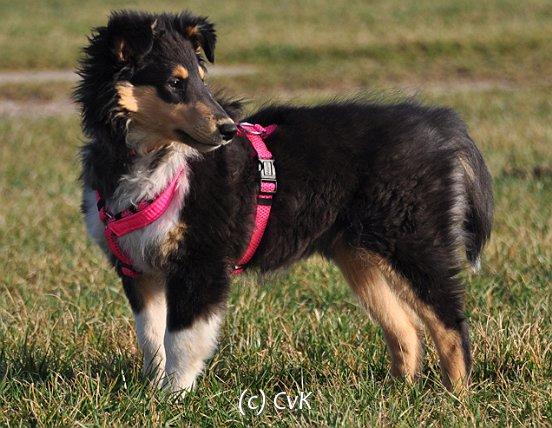 Collies vom Kath'lberg