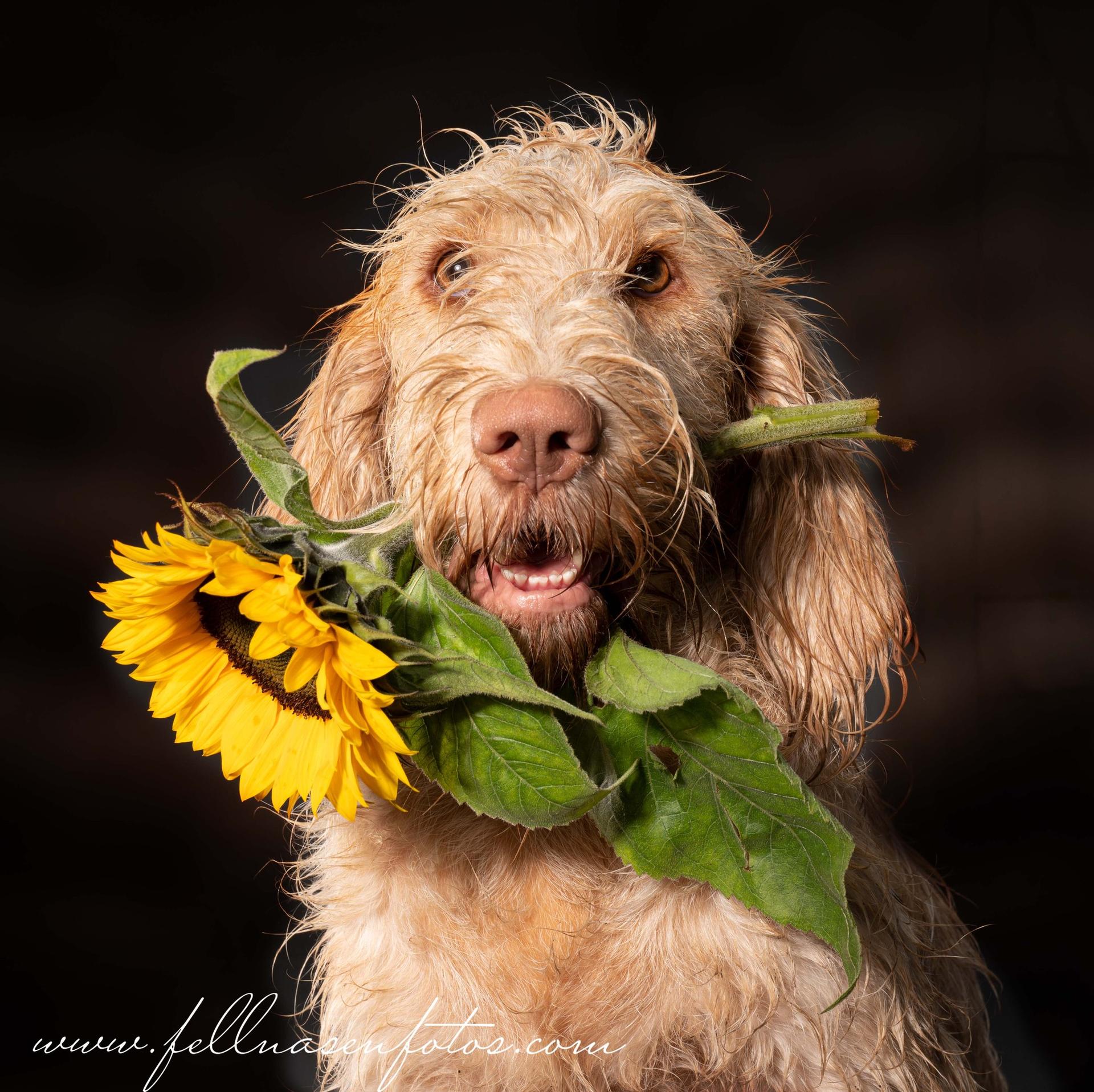 Spinone Italiano vom Bergheimer Hof