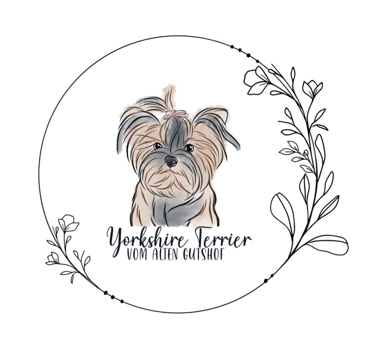 Yorkshire Terrier vom alten Gutshof 