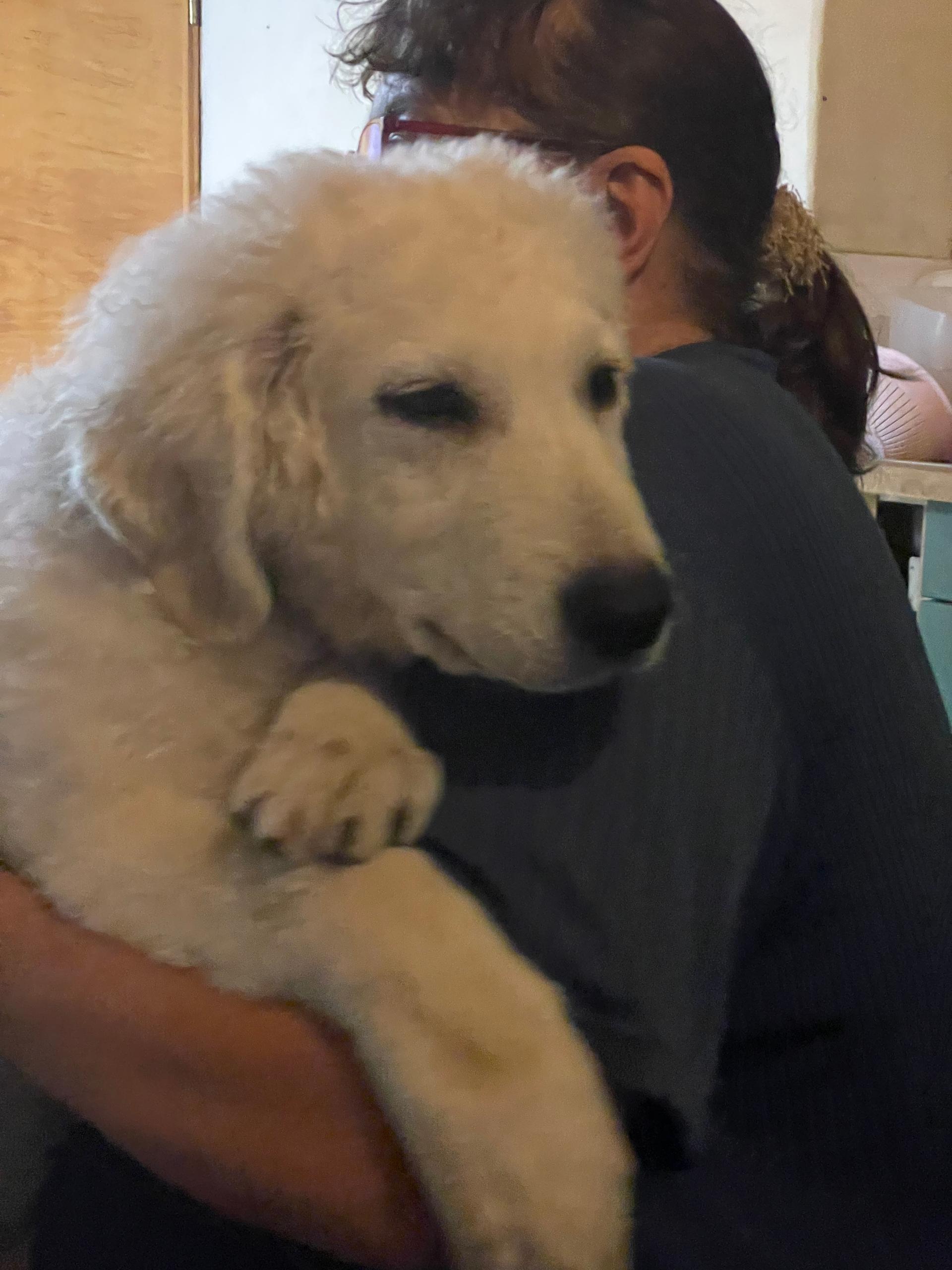 Kuvasz Zucht von der Hohen Steige