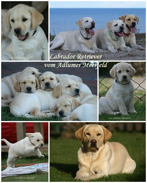 Labrador Retriever Zucht vom Adlumer Meerfeld