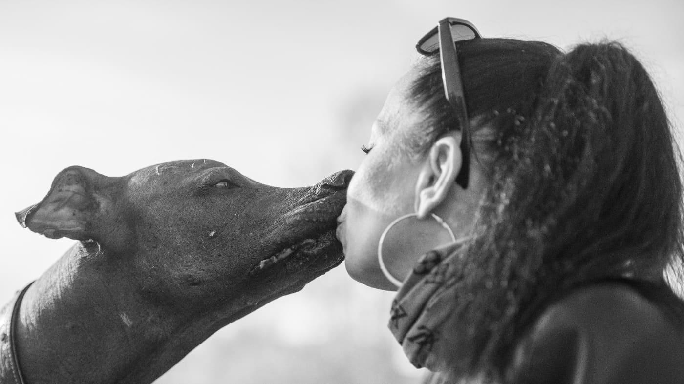 Qurra-Tul-Ain Xoloitzcuintle