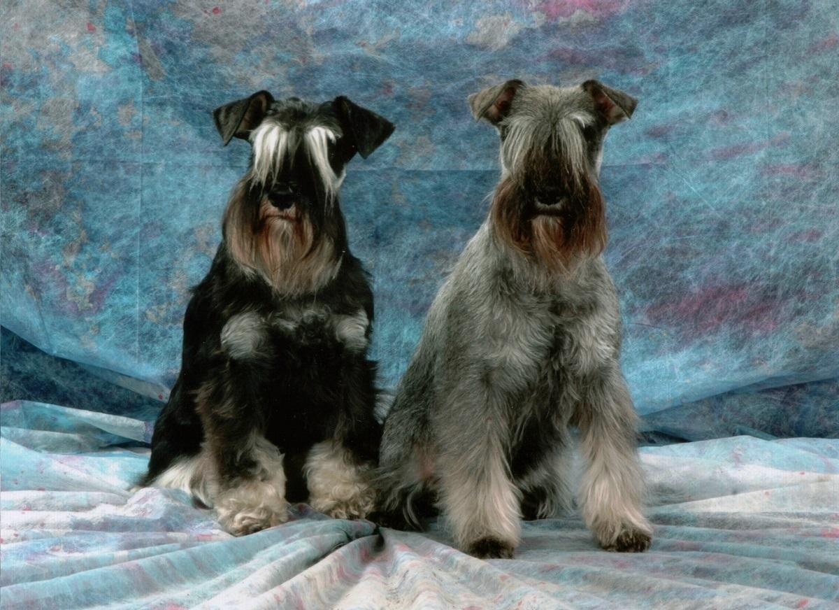 Zwergschnauzer  vom Ahrensfeld 