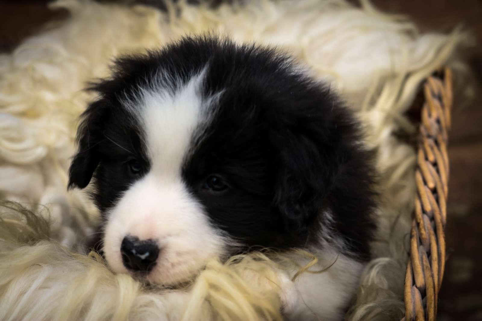 Border Collies from the sundance kids