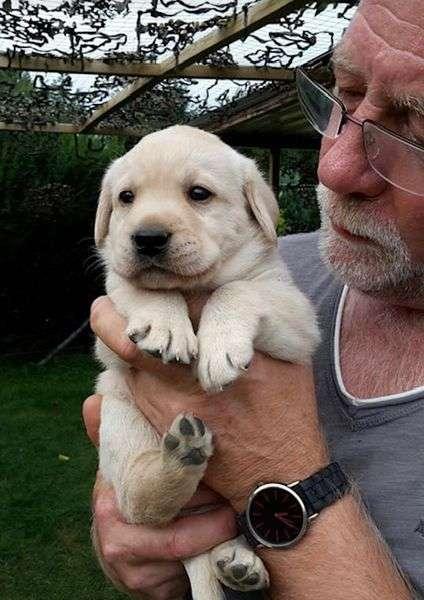 reinrassige Labradore in Standardfarben schwarz gelb und braun