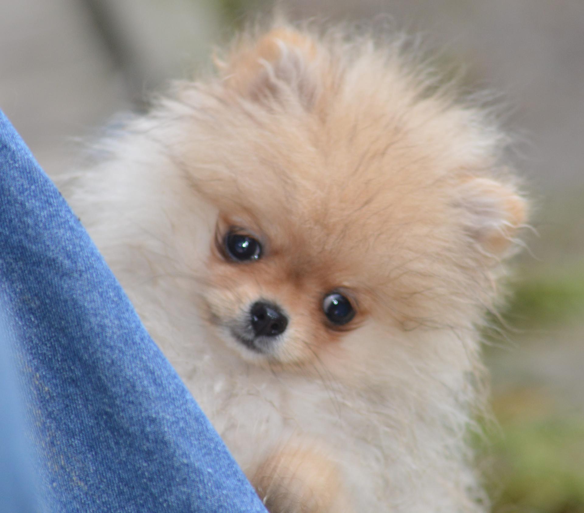 Zwergspitz of golden shadow