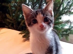 Josefa-Burger-Tierheim