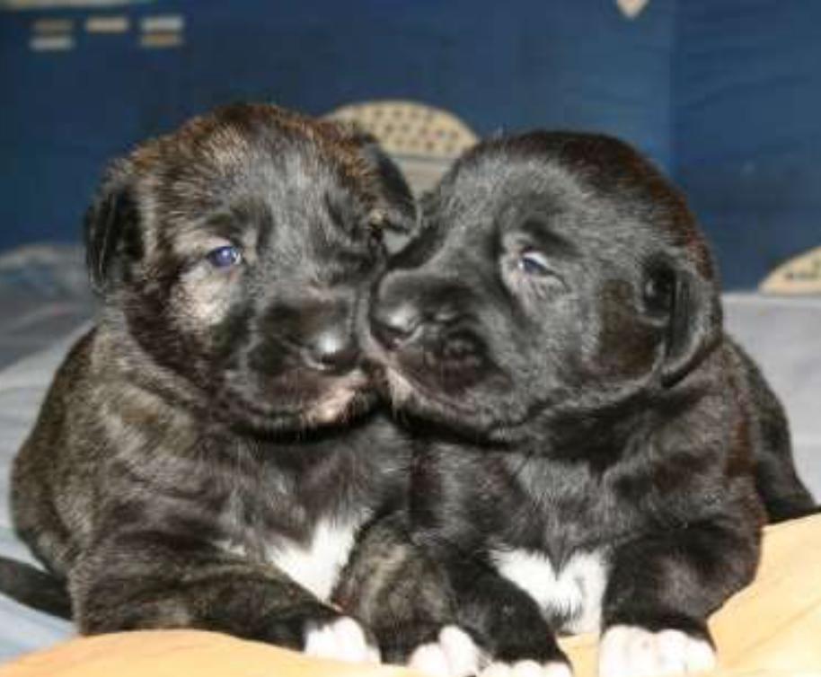 Dahmraks Irish Wolfhounds