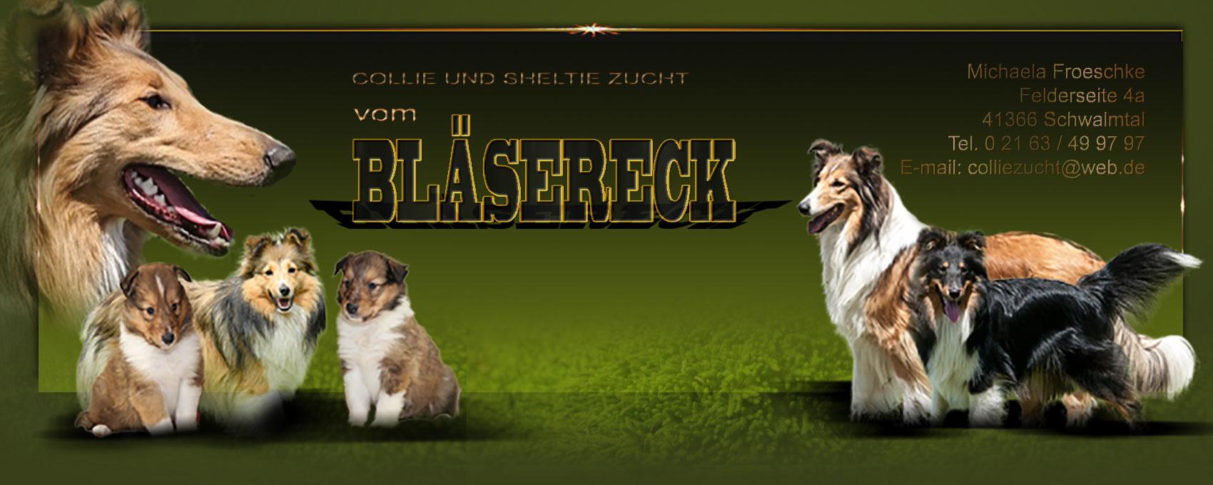 Collie und Sheltiezucht vom Bläsereck