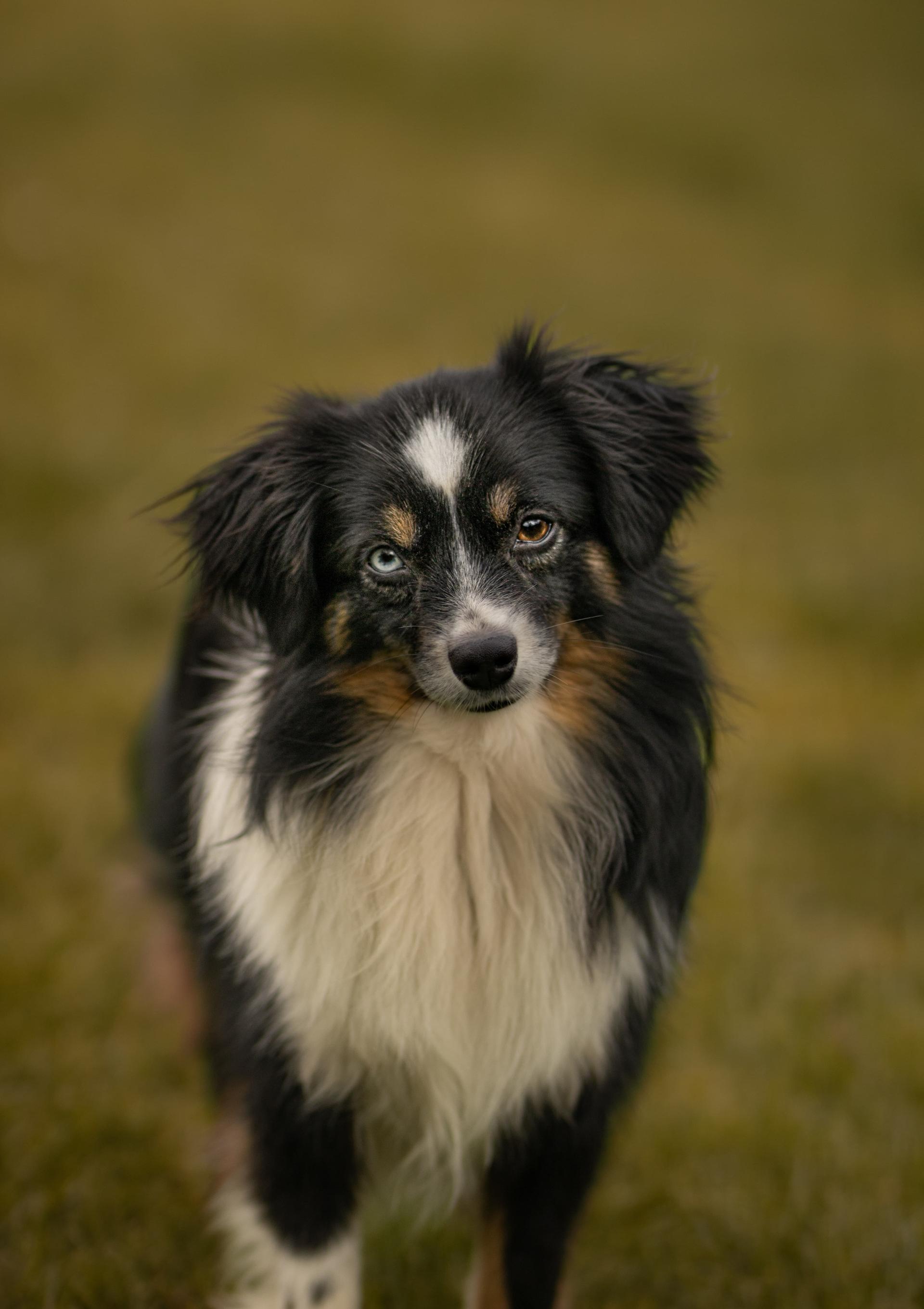 Von den golden aussies