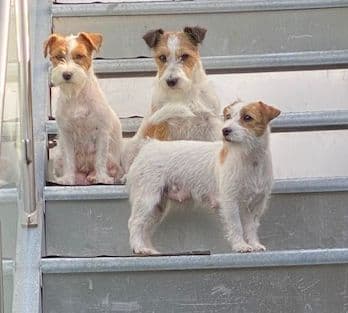 Jack Russel Terrier vom Hause Delissen