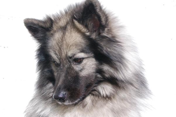 Wolfsspitze von Klein Manhattan