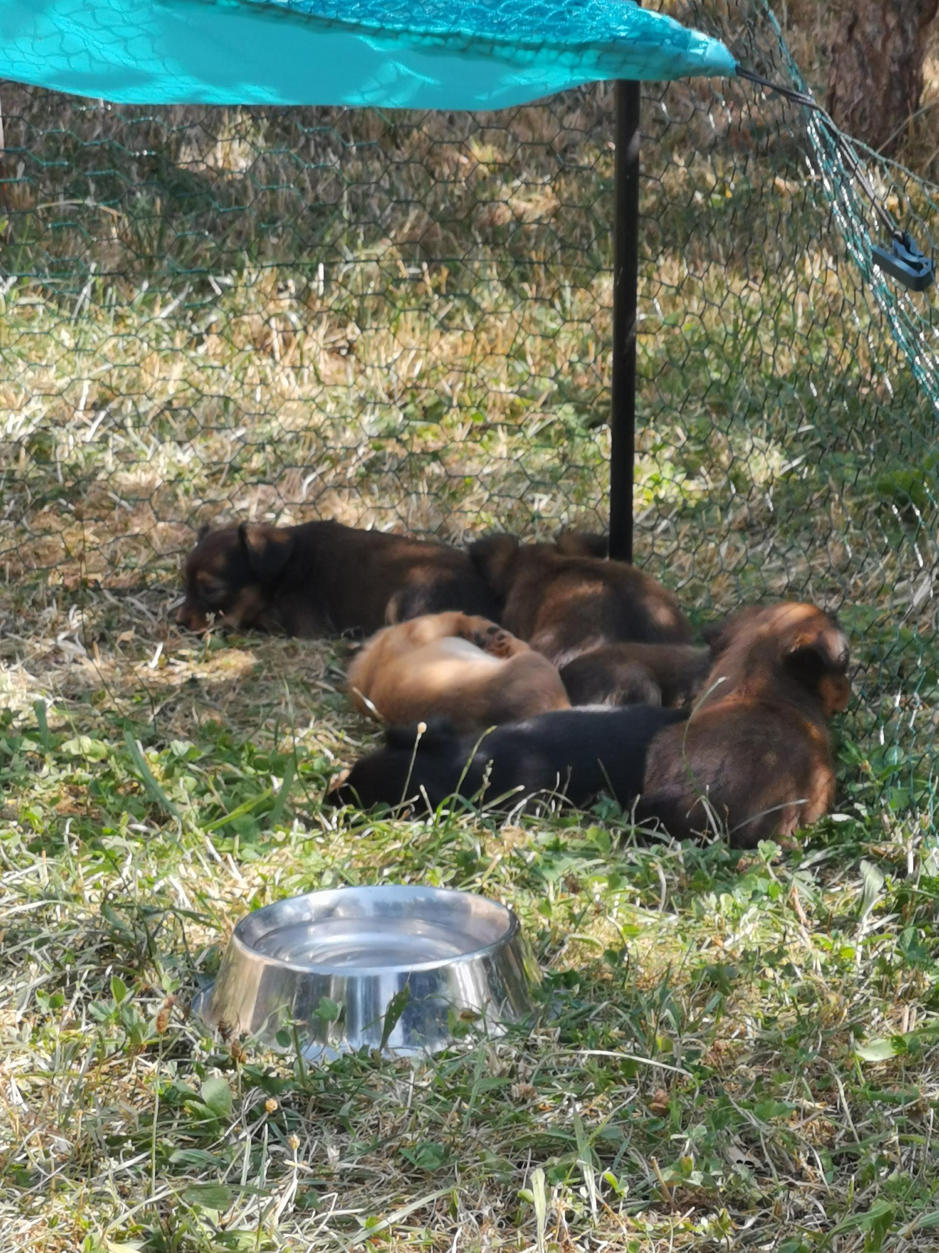 Russkiy Toy vom Kirschgarten
