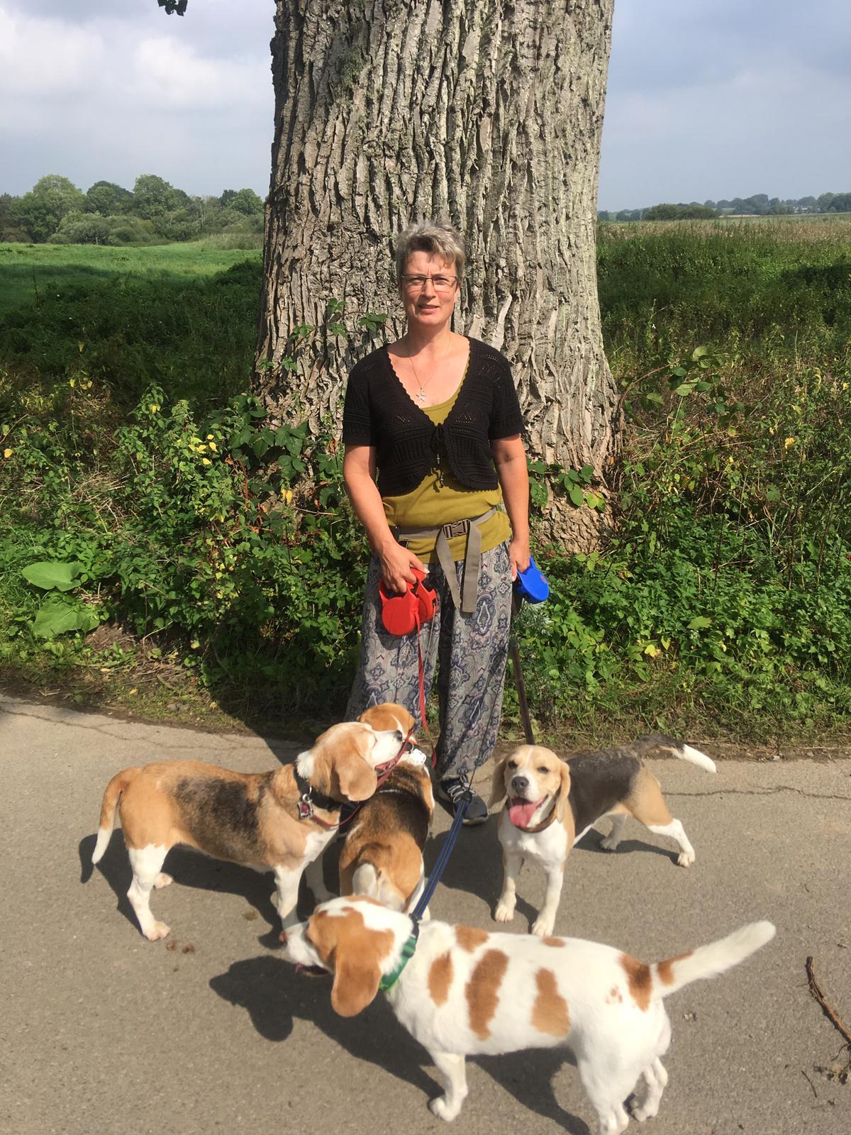 Beagle von der Westerengerheide