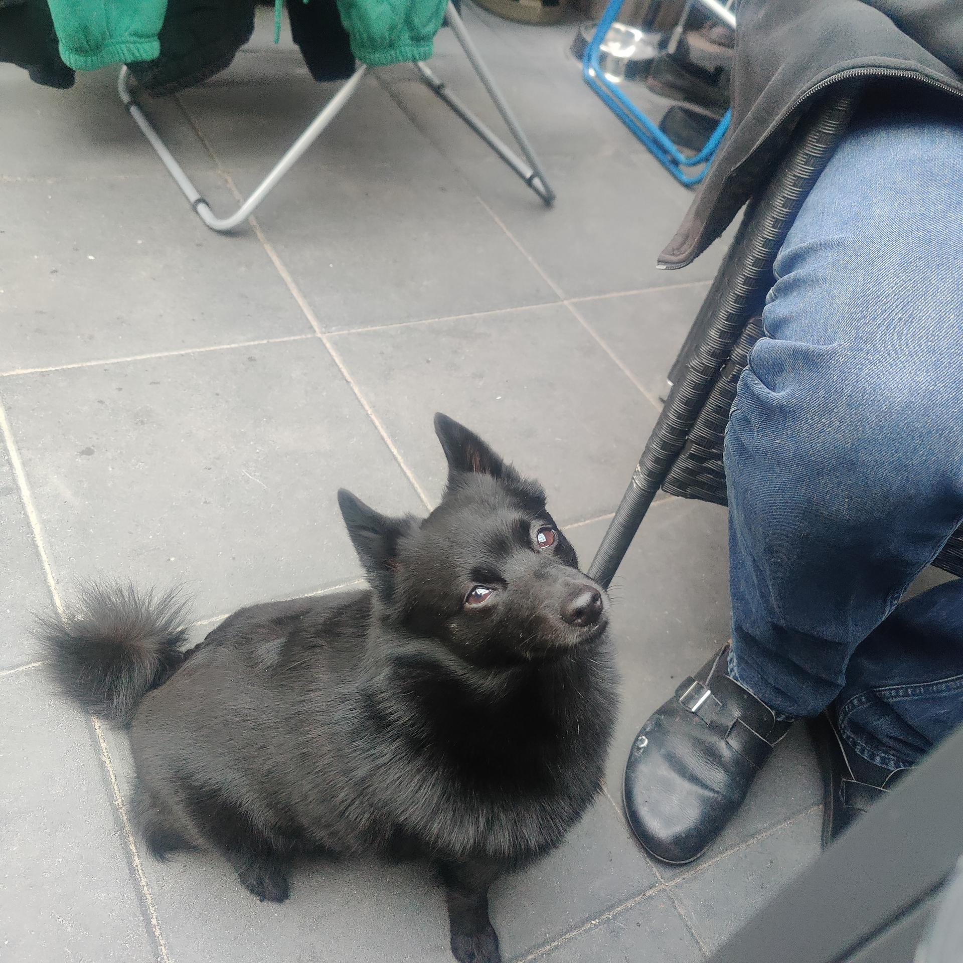 Black Star Schipperkes 