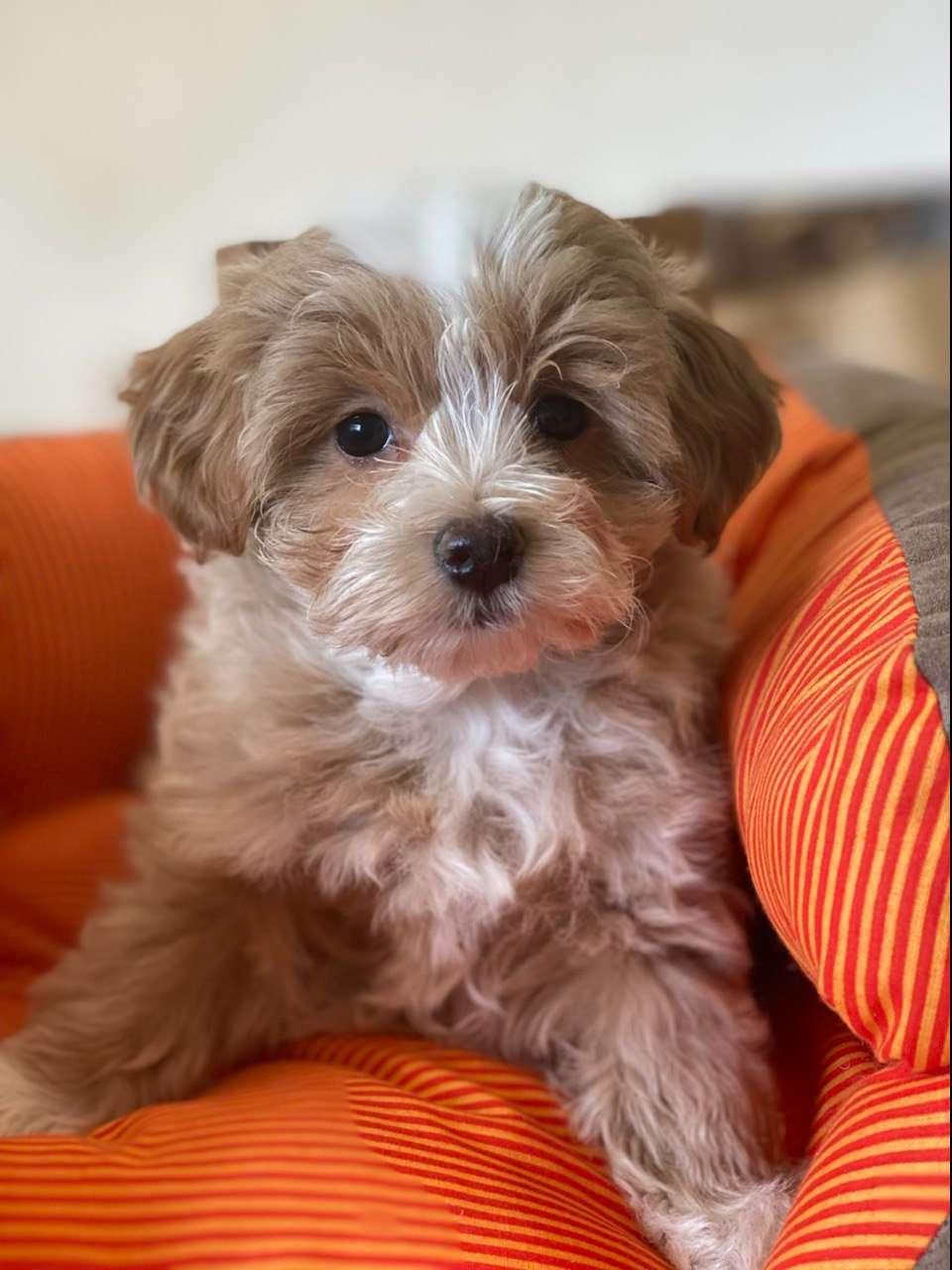 Rassehundezucht Cornelia Perner