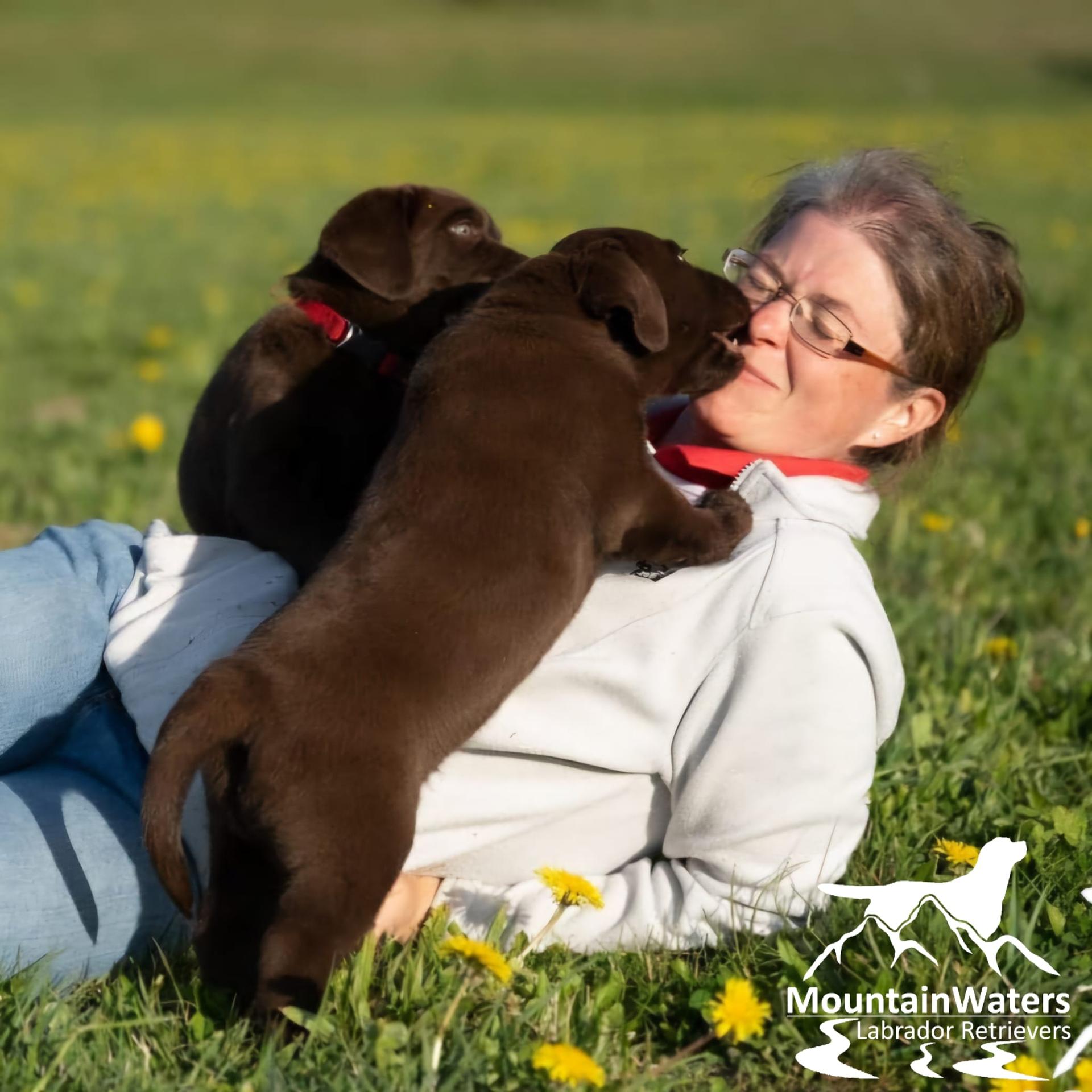 MountainWaters Labrador Retrievers