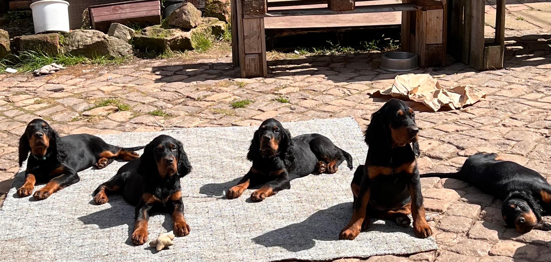 Gordon Setter und englische Setter aus Sachsen 