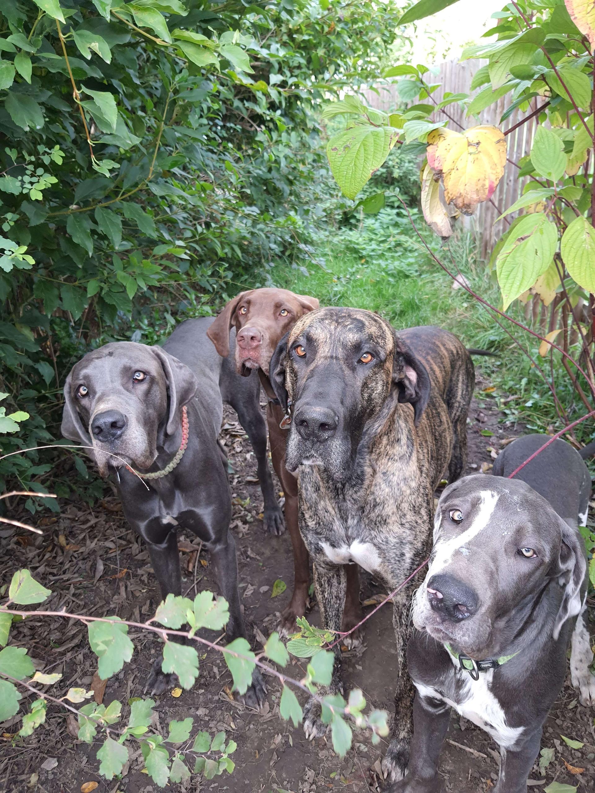 Deutsche Doggen von AmasuDiamonds 