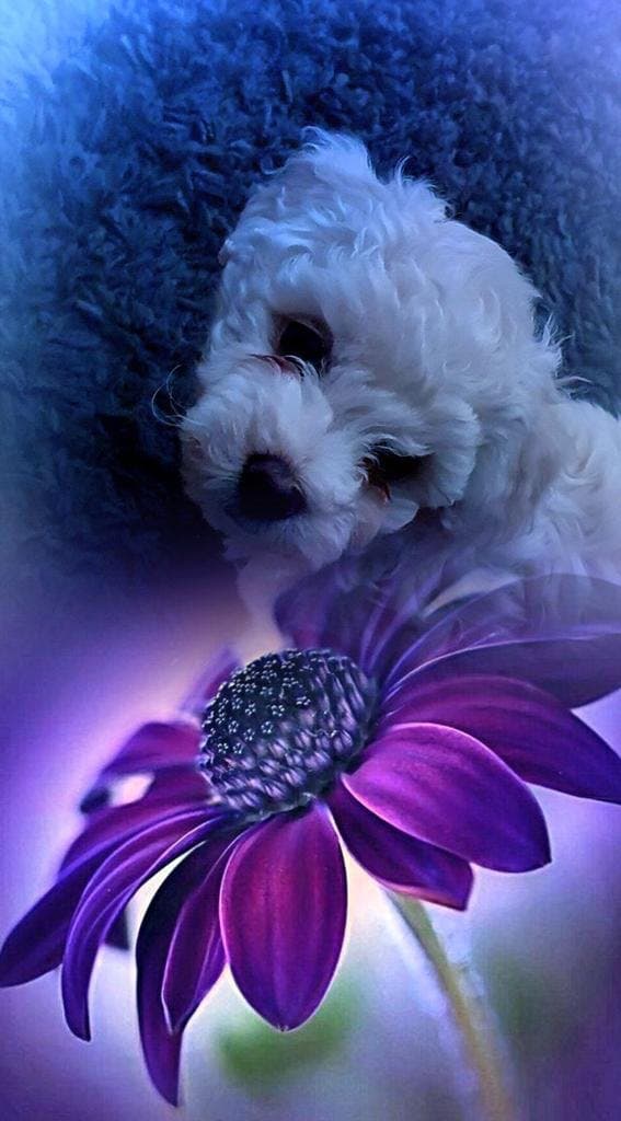 Bichon Frisé vom Teilungssee 