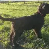 vom wilde Strüxke profile