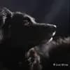 Live Wire’s profile