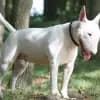 Benda’s Little Gladiators profile