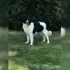 Baerentatzen von der Pfalz profile