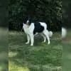 Baerentatzen von der Pfalz profile