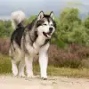 Toolik’s profile