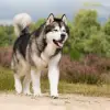Toolik’s profile