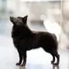 Black Star Schipperkes  profile