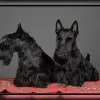 Aberdeen's profile