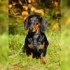 Pfützenläufers profile