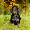 Pfützenläufers profile
