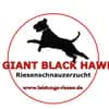 Riesenschnauzer of Giant Black Hawks profile