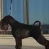 Dosso Dossi profile